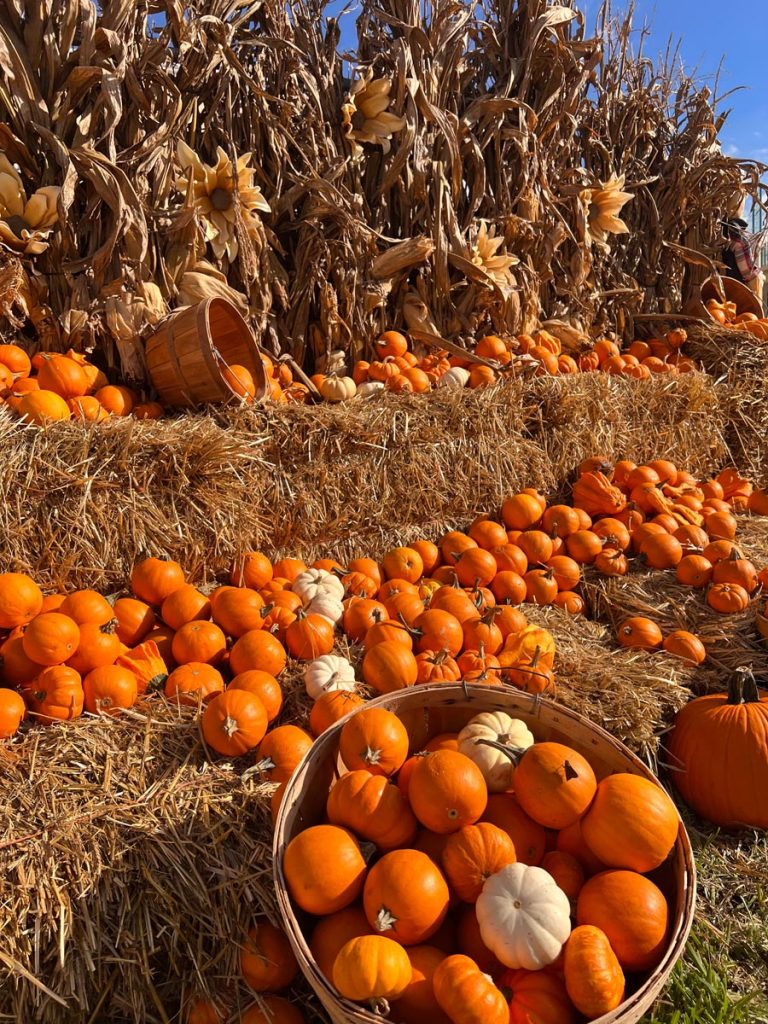 Pick your perfect pumpkin at the Ford Boca Raton Pumpkin Patch Festival October 13-15
