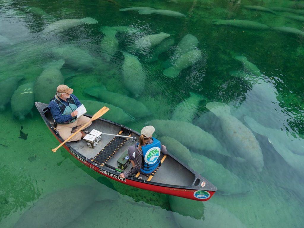 Cora Berchem and Wayne C. Hartley count manatees in Blue Spring State Park, from Larsen’s For the Love of Manatees, National Geographic (2022)