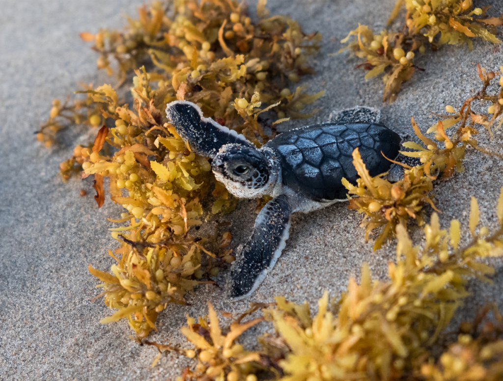 Baby sea turtle rescue