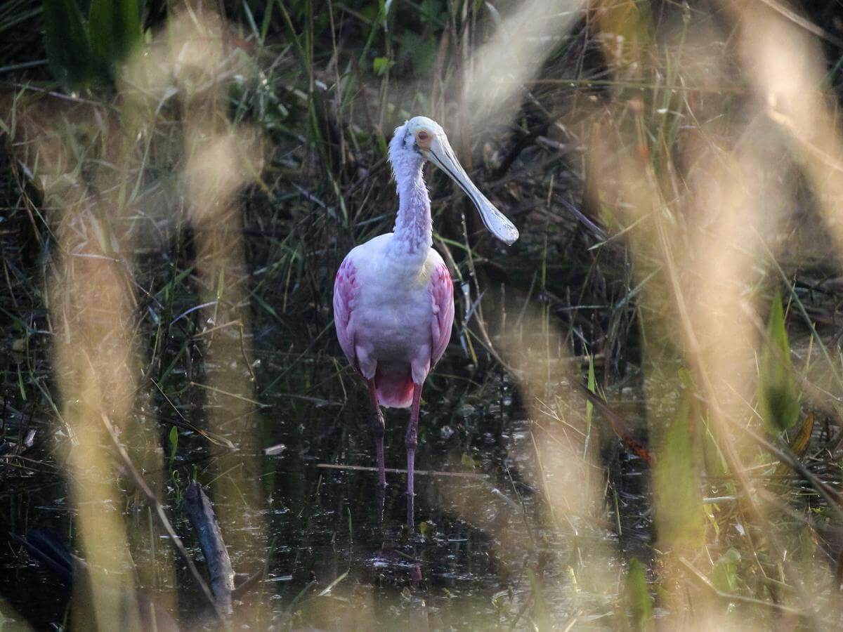 Roseate spoonbill at Pine Glades Natural Area