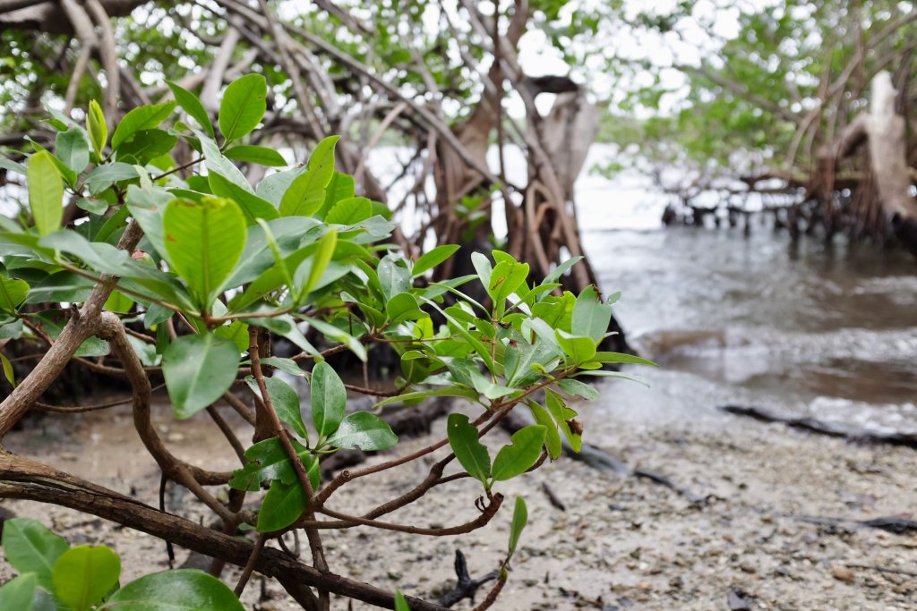 mangrove tree at John D. McArthur beach State Park